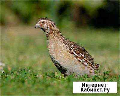Перепела Раменское