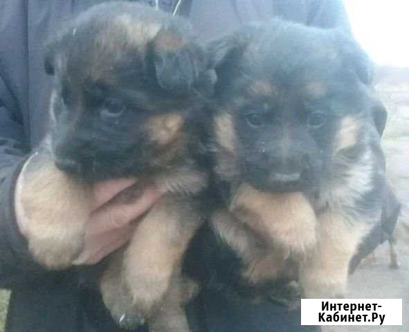 Щенки немецкой овчарки Вятские Поляны - изображение 1