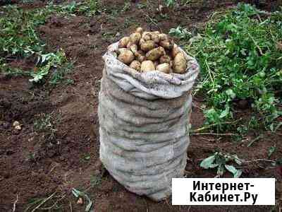 Картофель мешок Нефтеюганск