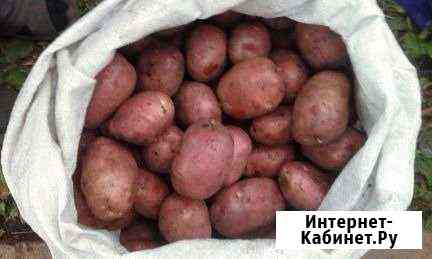 Картофель красный Уфа