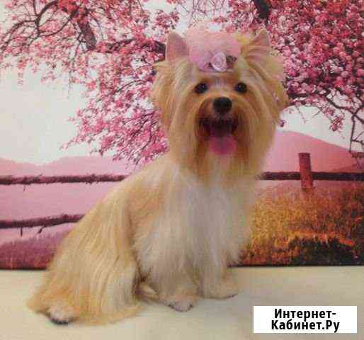 Золотая мини девочка Москва