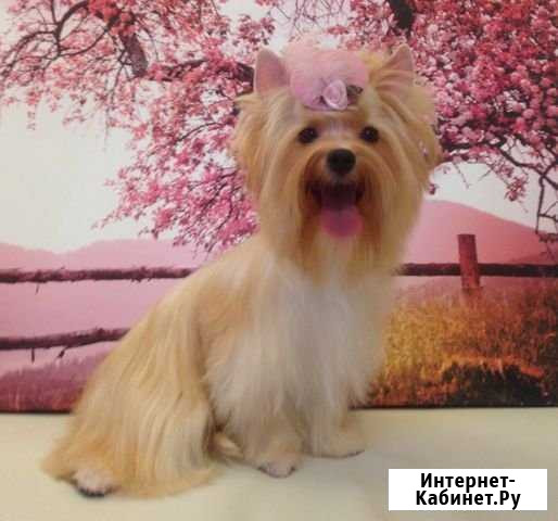 Золотая мини девочка Москва - изображение 1