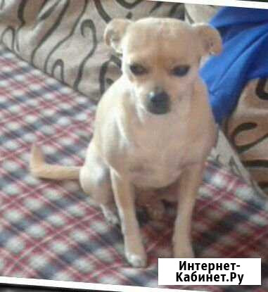 Собака Некрасовский - изображение 1