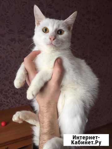 Котёнок в хорошие руки Старый Оскол - изображение 1