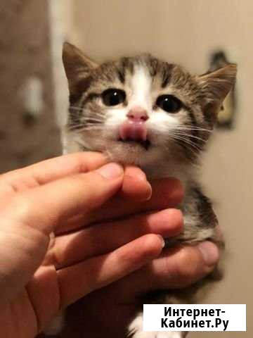 Котята Владикавказ - изображение 1
