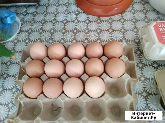 Продаю куриные яйца Саранск - изображение 1