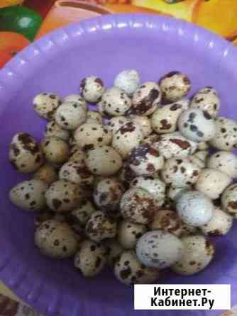 Домашние перепелиные яйца Краснодар