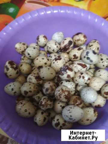 Домашние перепелиные яйца Краснодар - изображение 1