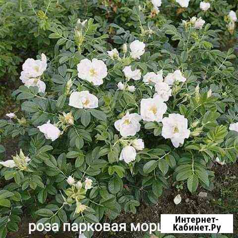 Цветы и кустарники для сада Мыски