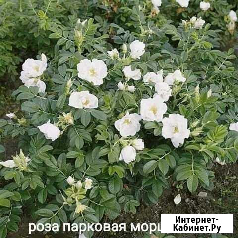 Цветы и кустарники для сада Мыски - изображение 1
