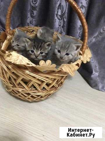 Котята в добрые руки Николаевка - изображение 1