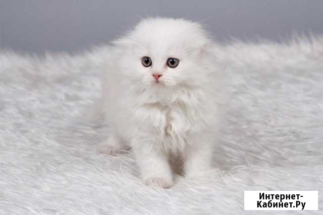Шотландский кот Бердск - изображение 1