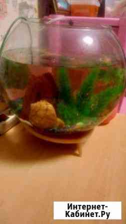 Аквариум Волгоград