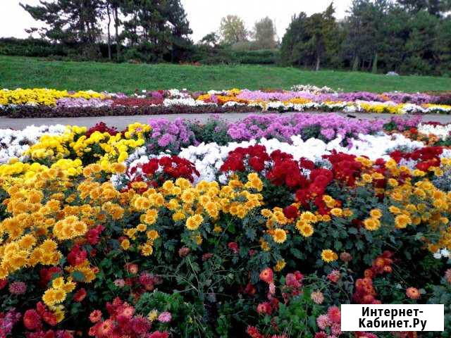 Хризантемы комнатные и садовые Бугульма - изображение 1
