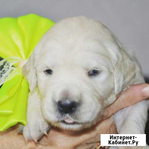 Golden Retriever щенки.Самара Самара - изображение 1