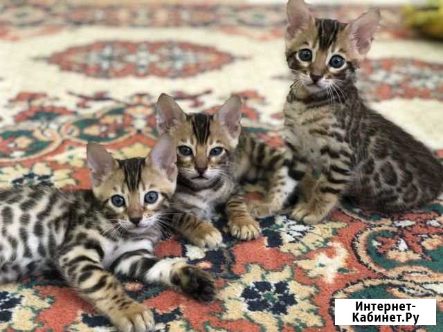 Котенок Ростов-на-Дону - изображение 1