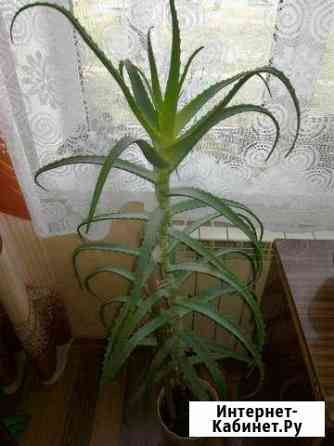Алоэ 3х летнее Барнаул