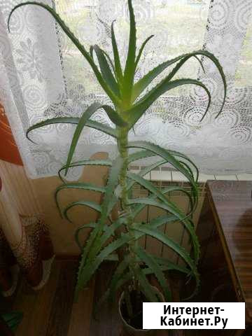 Алоэ 3х летнее Барнаул - изображение 1