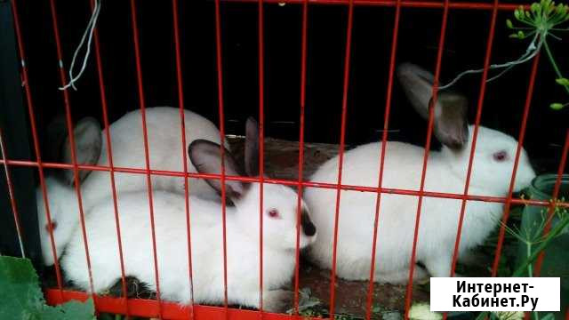 Кролики Калифорнийцы Рязань - изображение 1