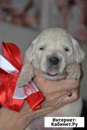 Золотистые щеночки. Ретривер. Воронеж Воронеж