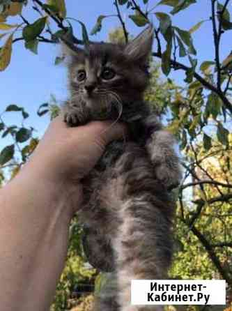 Котята в добрые ручки Химки