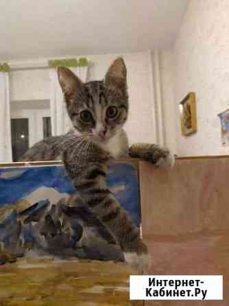 Котенок в добрые руки Жуковский