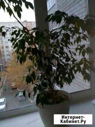Фикус Бенджамина Тюмень