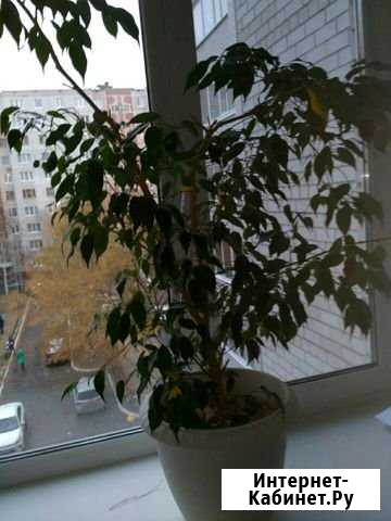 Фикус Бенджамина Тюмень - изображение 1