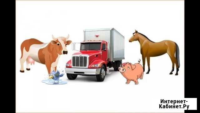 Перевезем животны коров баранов свиней Омск - изображение 1