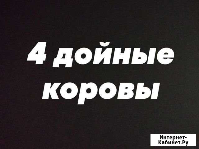 Коровы дойные 4шт Уйское - изображение 1