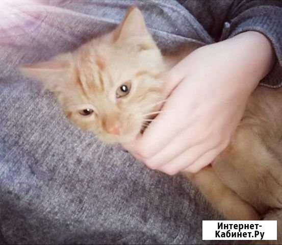 Котёнок ищет любящую семью Гусь-Хрустальный - изображение 1