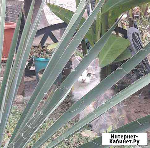 Котята Новочеркасск