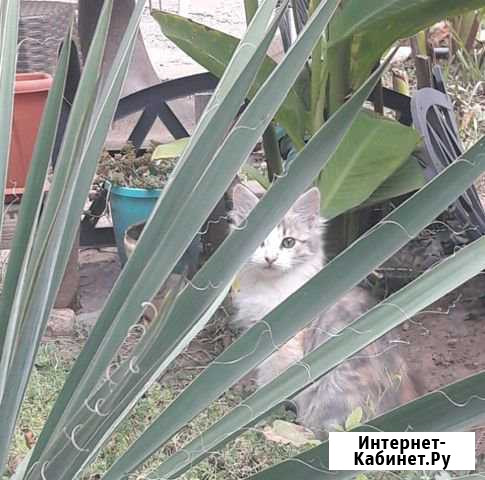 Котята Новочеркасск - изображение 1