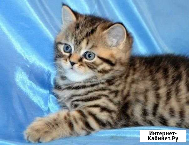 Шотландчик-тигровый Волгоград - изображение 1