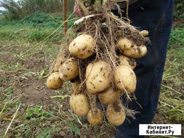 Семенной и продовольственный картофель в розницу Воронеж - изображение 1