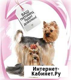 Стрижка кошек и собак Сыктывкар - изображение 1