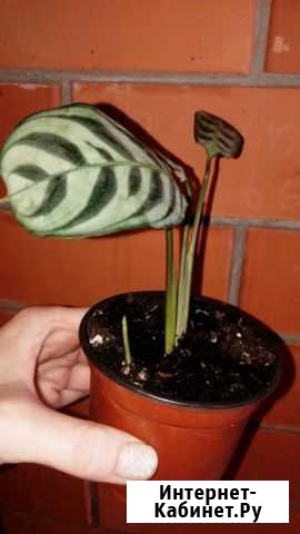 Калатея Майкоп - изображение 1