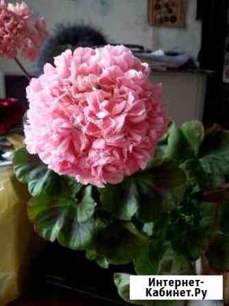 Сортовые пеларгонии Барнаул