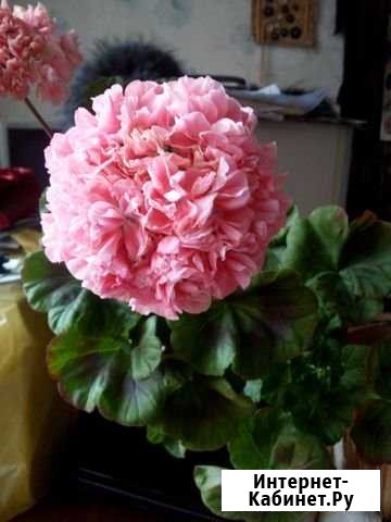 Сортовые пеларгонии Барнаул - изображение 1