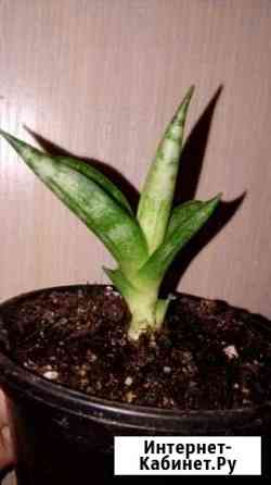 Сансевиерия Майкоп