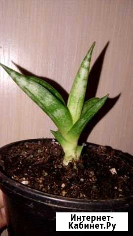 Сансевиерия Майкоп - изображение 1