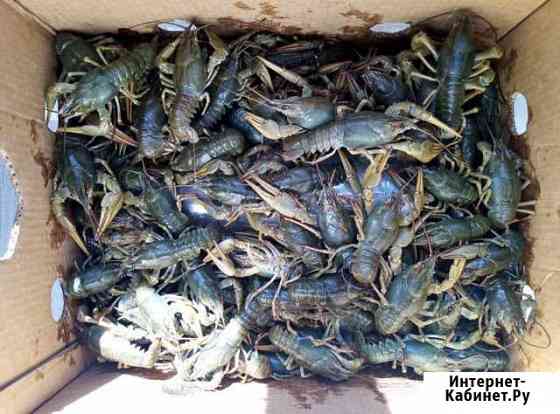 Раки живые раки Саратов