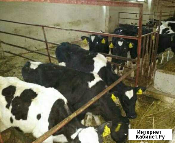 Бычки и телочки до 3х месяца Кавказская - изображение 1