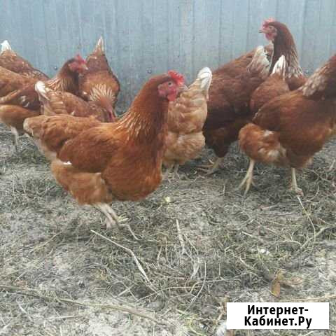 Куры несушки Браун Красногорск - изображение 1