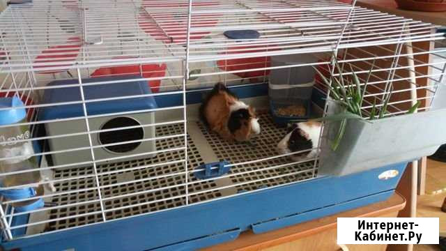 Морские свинки Смоленское - изображение 1