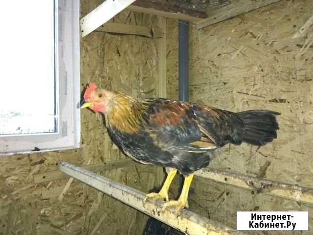 Петух кучинский Мартюш - изображение 1