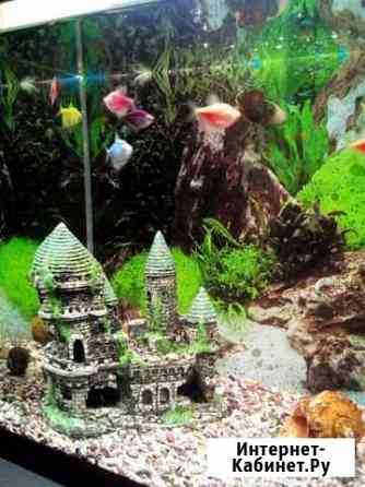 Аквариум с рыбками действующий Барнаул