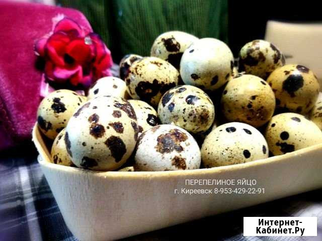 Яйца перепелиные Киреевск - изображение 1
