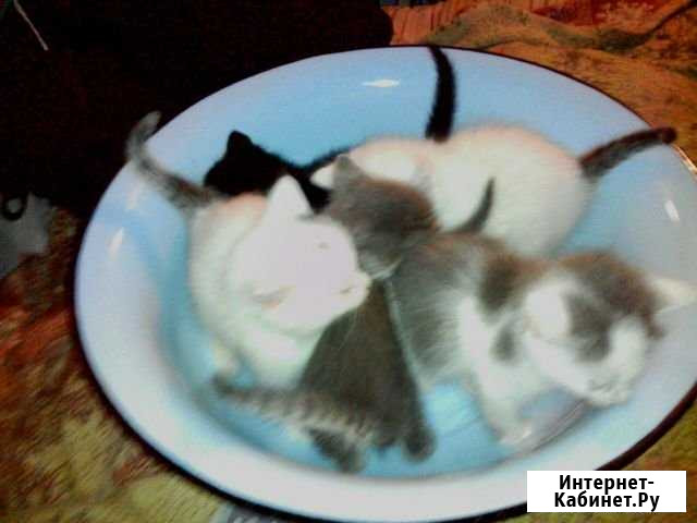 Котята Новочебоксарск - изображение 1