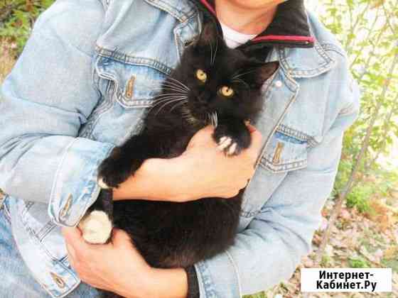 Котята ищут дом Севастополь